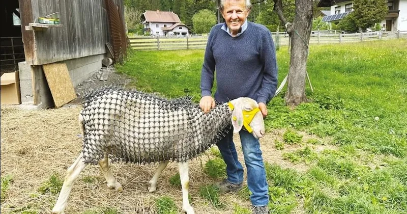 3 yıl boyunca durmadan çalıştı: Koyunlarını şövalyeye çevirdi Sözcü Gazetesi