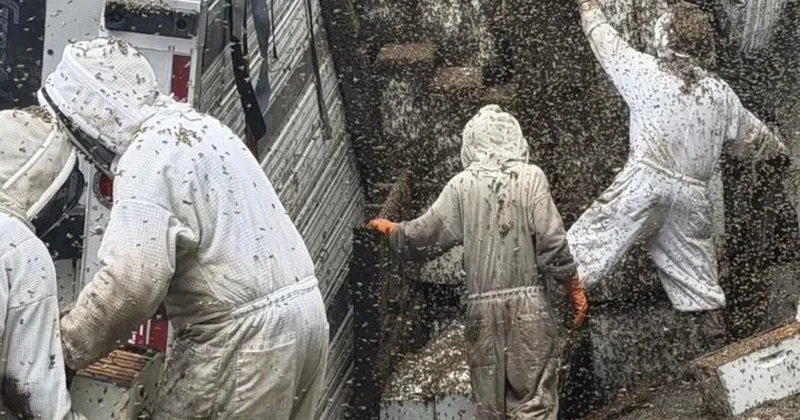 Texas ta Arı Dolusu Kamyon Devrildi