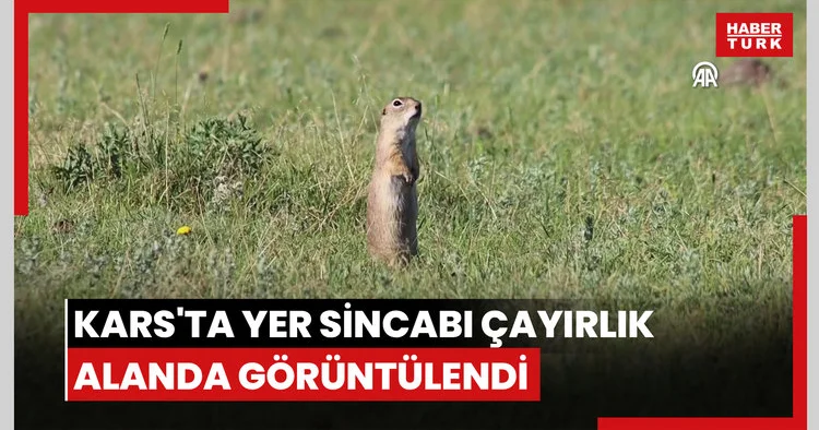 Kars ta yer sincabı çayırlık alanda görüntülendi