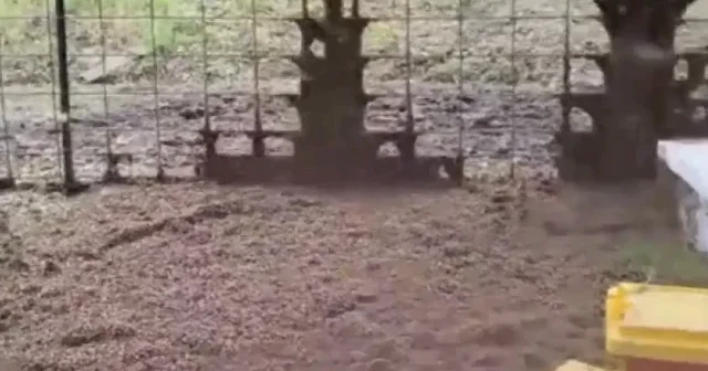 ABD de 400 kovan taşıyan TIR devrildi: 24 milyon arı mahalleyi adeta istila etti VİDEO İZLE