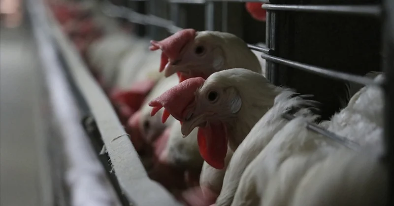 Kuş gribi alarmı büyüyor: Bir ülke kümes hayvanı ithalatını durdurdu Sözcü Gazetesi