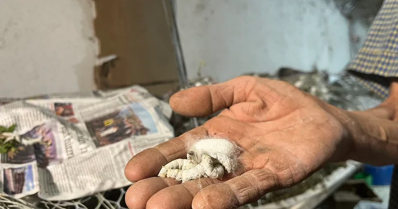 Ahmet Öztürk, 60 Yıldır İpek Böcekçiliği Yapıyor