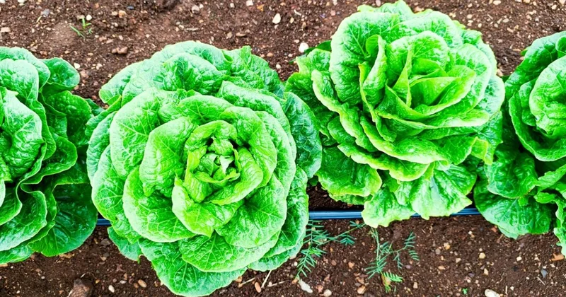 ABD de marul kaynaklı salgın yayılmaya devam ediyor