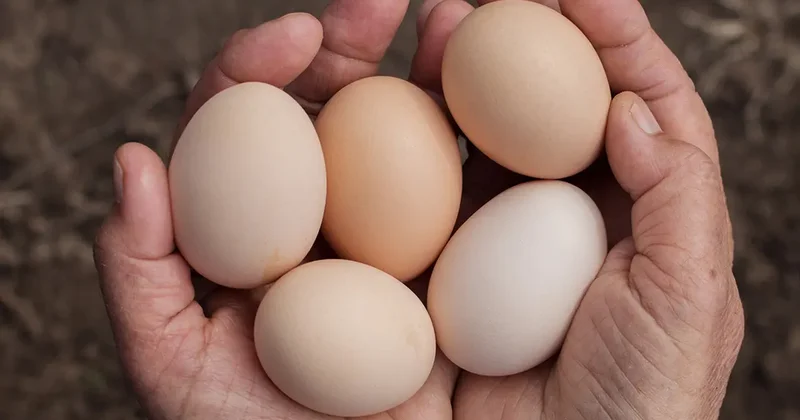 19 milyon yumurta acil toplatılıyor! Tüketmeyin, iade edin