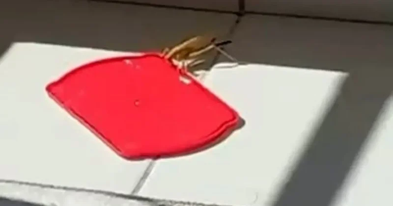 Burdur’da dev çekirgeyi kapta su ile beslediği anlar görüntülendi