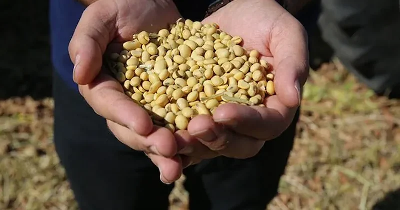 Soya fasulyesi fiyatları 26 ayın en yüksek seviyesini gördü Sözcü Gazetesi