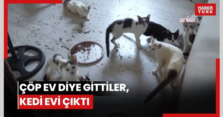 Çöp ev diye gittiler, kedi evi çıktı