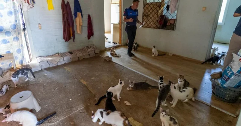 Kötü kokunun kaynağı çöp değil, 100 kedi çıktı