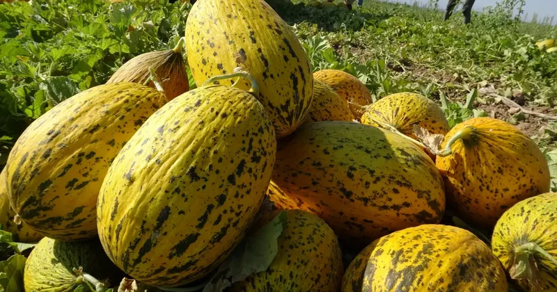Malatya’da kavun bereketi! 3 ay hasat sürecek!