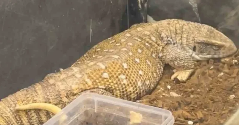 Manisa’da egzotik hayvan operasyonu: 61 yaban hayvanı kurtarıldı