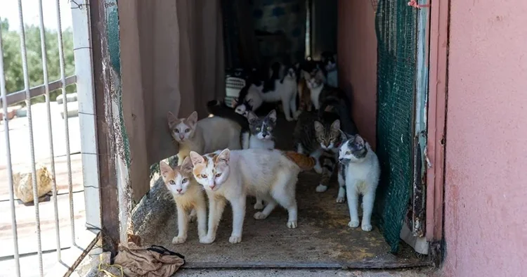 Mersin de çöp ev ihbarıyla gidilen adresten yaklaşık 100 kedi çıktı
