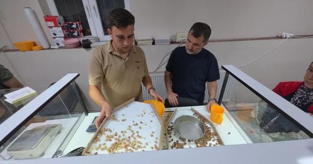 Fındık alımı başladı, araçlar kapı önünde kuyruk oldu Düzce Haberleri Habertürk Yerel Haberler