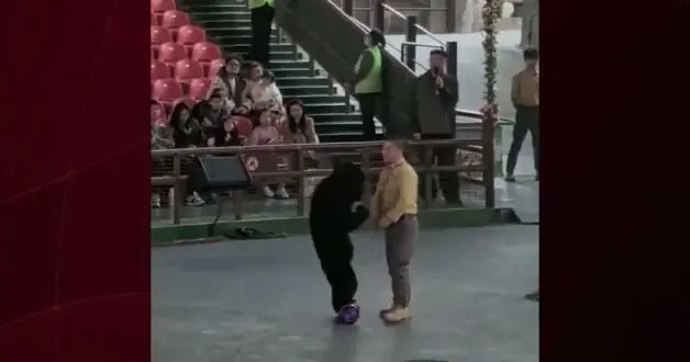 Çin deki safari parkında ayı bakıcısına saldırdı