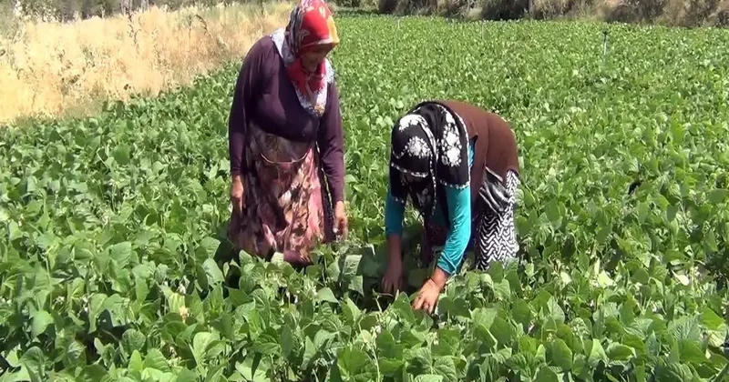 Aracı yok, doğallık var: Çiftçi hem üretiyor hem satıyor