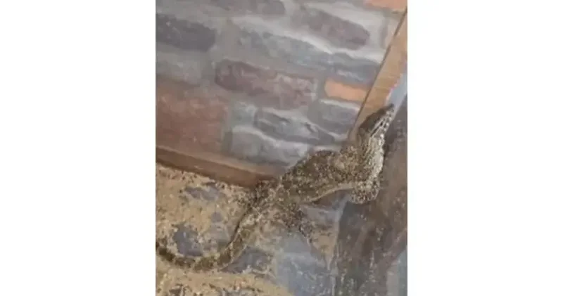 Manisa da 61 yaban hayvanına el konuldu
