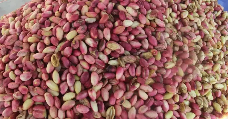 Tezgahlarda yerini aldı! Kilogramı 700 lira