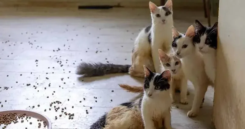 ‘Çöp ev’ ihbarın giden ekipler adreste 100 kedi buldu