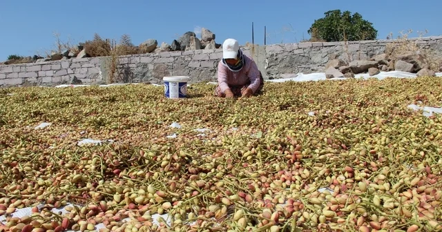 Yuntdağı fıstığı için hasat şenliği düzenlenecek Manisa Haberleri Habertürk Yerel Haberler