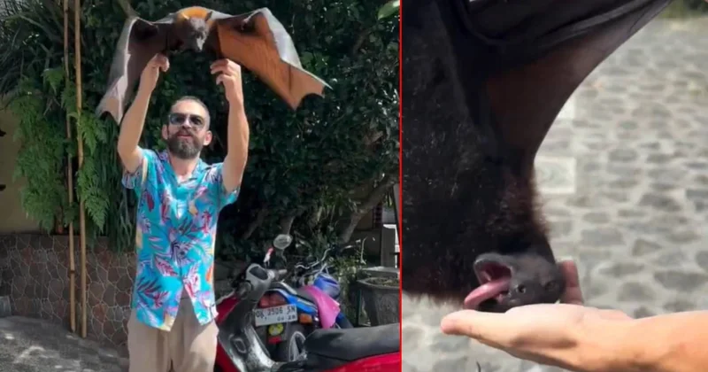 Türk Youtuber ı en tehlikeli yarasa ısırdı: Herkesi COVID 19 korkusu sardı Sözcü Gazetesi