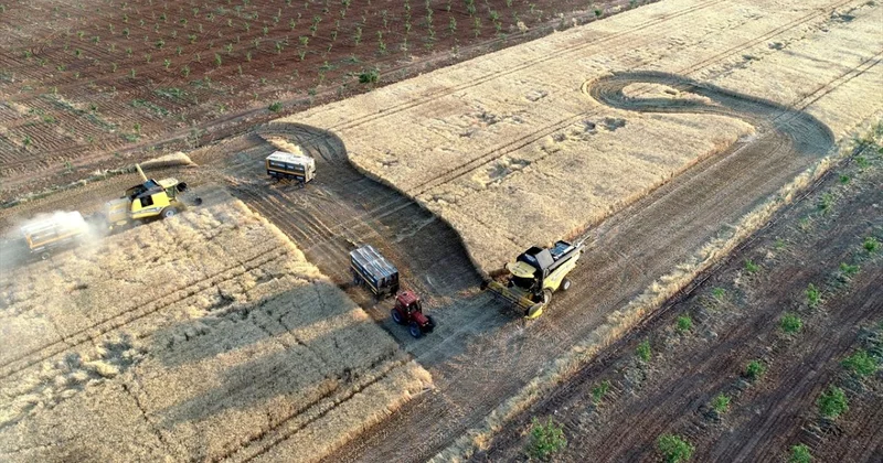 Hububat ve baklagillerin hasat süreci tamamlandı