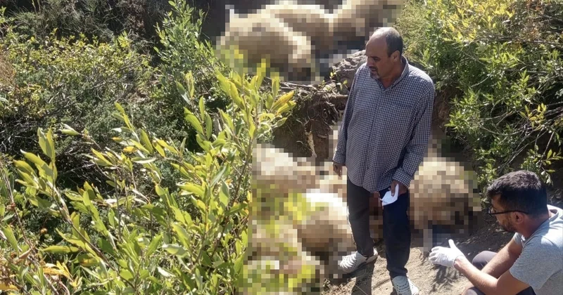 Tunceli Ovacık ta yaylada paniğe kapılan sürüdeki izdiham 40 koyunu telef etti