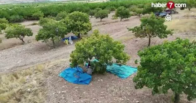 Malatya da kayısıya alternatif olarak ekilen fıstık ağaçlarının hasadı başladı