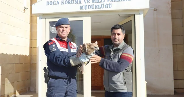 Kırşehir de jandarmanın bulduğu yaralı kızıl şahin tedaviye alındı Kırşehir Haberleri