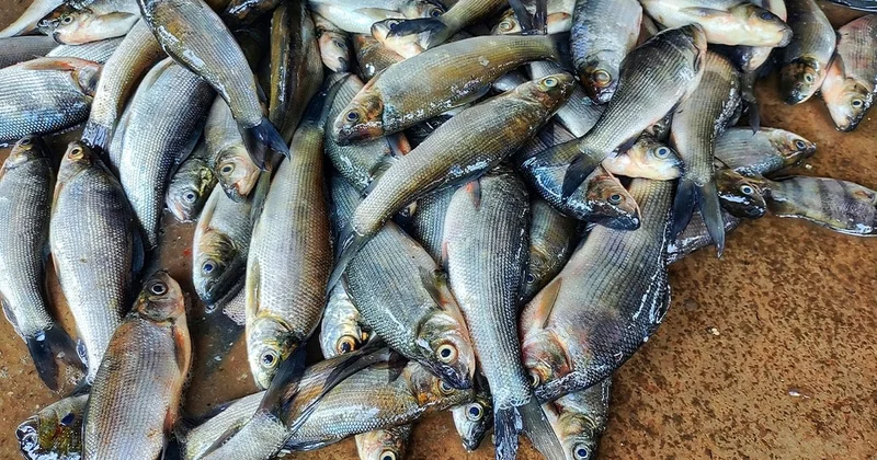 450 kilo balıkla hayatlarının dersini verdi Sözcü Gazetesi