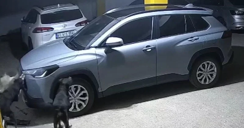 1 kedi 3 köpek... Görüntüleri izleyen şaşkına döndü