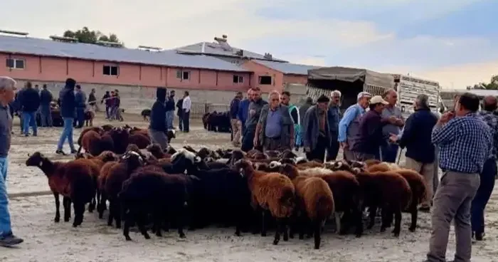 Iğdır canlı hayvan pazarı yeniden açıldı