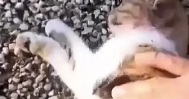 Osmaniye’de yürekleri ısıtan anlar: Otomobilin çarptığı kediyi kalp masajıyla hayata döndürdü VİDEO İZLE