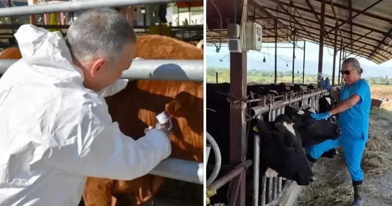 Erzincan ın Refahiye ilçesindeki bazı köylerde şap karantinası başlatıldı Erzincan Haberleri