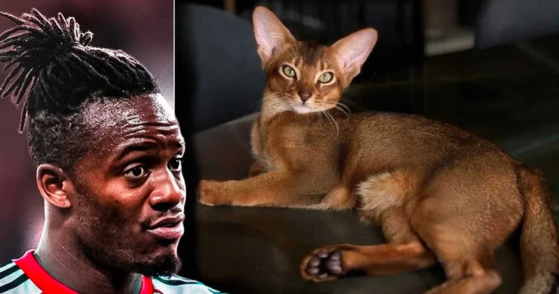 Batshuayi nin kedisi Almanya yı karıştırdı