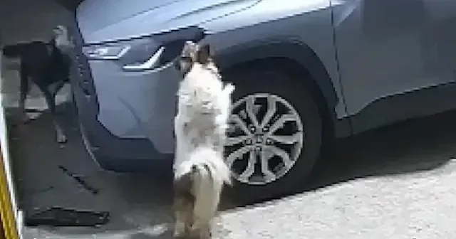 Köpekler kediye ulaşamayınca park halindeki aracı parçaladı VİDEO İZLE