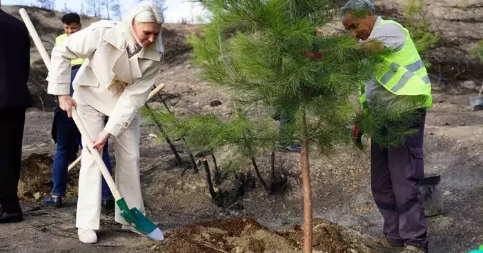 Yangın bölgesinde ilk fidanlar toprakla buluştu