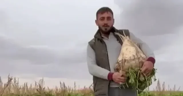 Rekor kıran mahsul: Konya’da tarladan 24 kiloluk dev şeker pancarları çıktı VİDEO İZLE