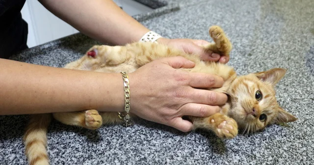Müftü Biçer den kedi patisi kesenlere, Tıbbi yardım alın çağrısı Isparta Haberleri