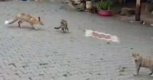 Köye inen tilki kedilerle oyun oynadı: O anlar kamerada VİDEO İZLE