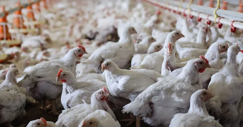 Almanya da kuş gribi paniği: 180 binden fazla kümes hayvanı itlaf edildi Sözcü Gazetesi