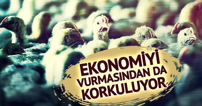 Ekonomiyi kötü etkilemesinden korkuluyor! Avrupa da yeni salgın alarmı: Vakaların patladığı iki ülke harekete geçti