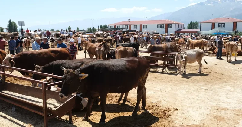 Refahiye’ye bağlı 34 köyde şap karantinası
