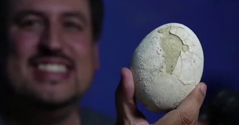 Arjantin’de 70 milyon yıllık dinozor yumurtası keşfedildi