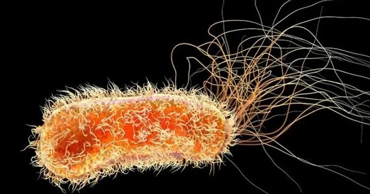 Almanya da E. Coli salgını alarmı, yüzlerce vaka tespit edildi