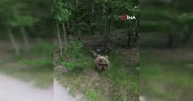 İlk defa drone gören ayının o anlar güldürdü