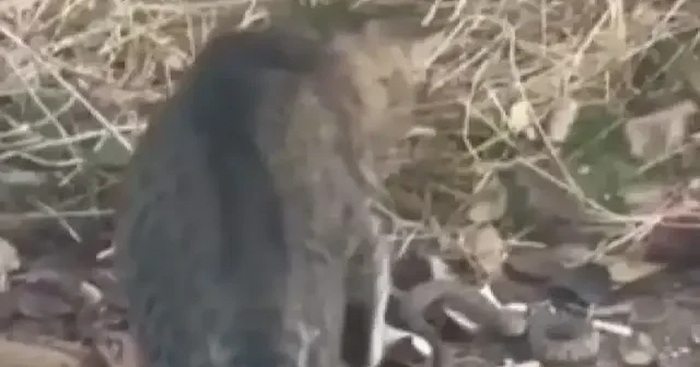 Tunceli de koca engerek ile kedinin mücadelesi kamerada VİDEO İZLE
