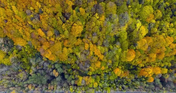 Ağaç tünel yol Safranbolu ve Amasra arasında köprü oluşturuyor