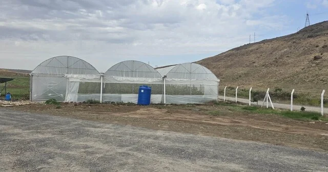 Cizre de örtü altı yetiştiriciliğine devlet eli Şırnak Haber Habertürk Yerel Haberler