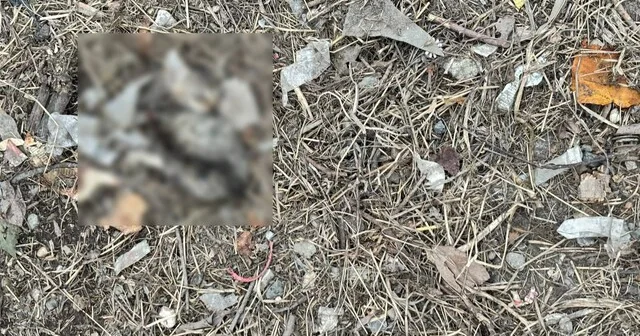 Çöp konteynerinin yanında vücutlarında kesikler olan 2 yavru kedi ölü bulundu Sakarya Son Dakika Haberleri Habertürk Yerel Haberler