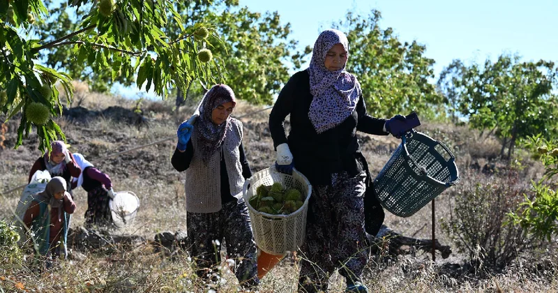 Hasadını yapıp özel kuyulara gömmeye başladılar: 2 ay sonra hazır olacak Sözcü Gazetesi