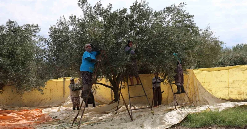 Aydın Köşk te kadınlar salamuralık zeytini gündeliği 1000 TL den tarakla topluyor